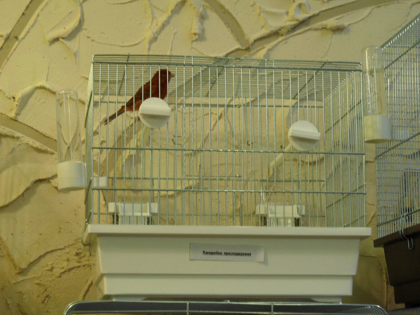 Red-black canary - bird show'12