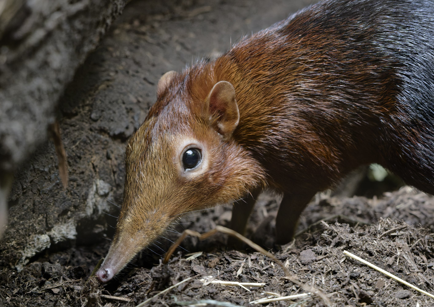Red &black elephant shrew