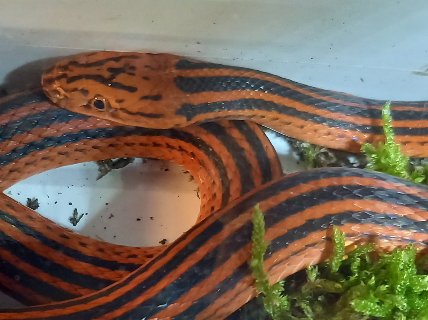 Red-black striped snake - Bothrophthalmus lineatus