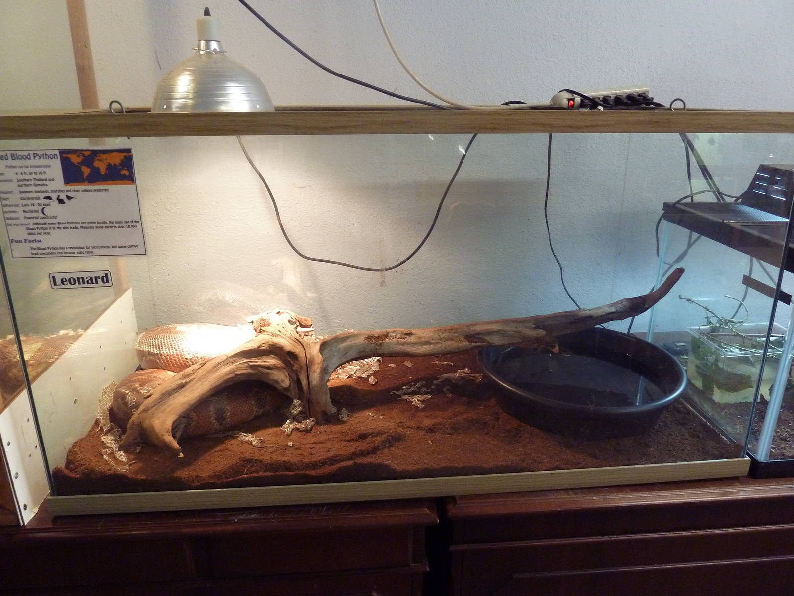 Red-Blood Python Exhibit