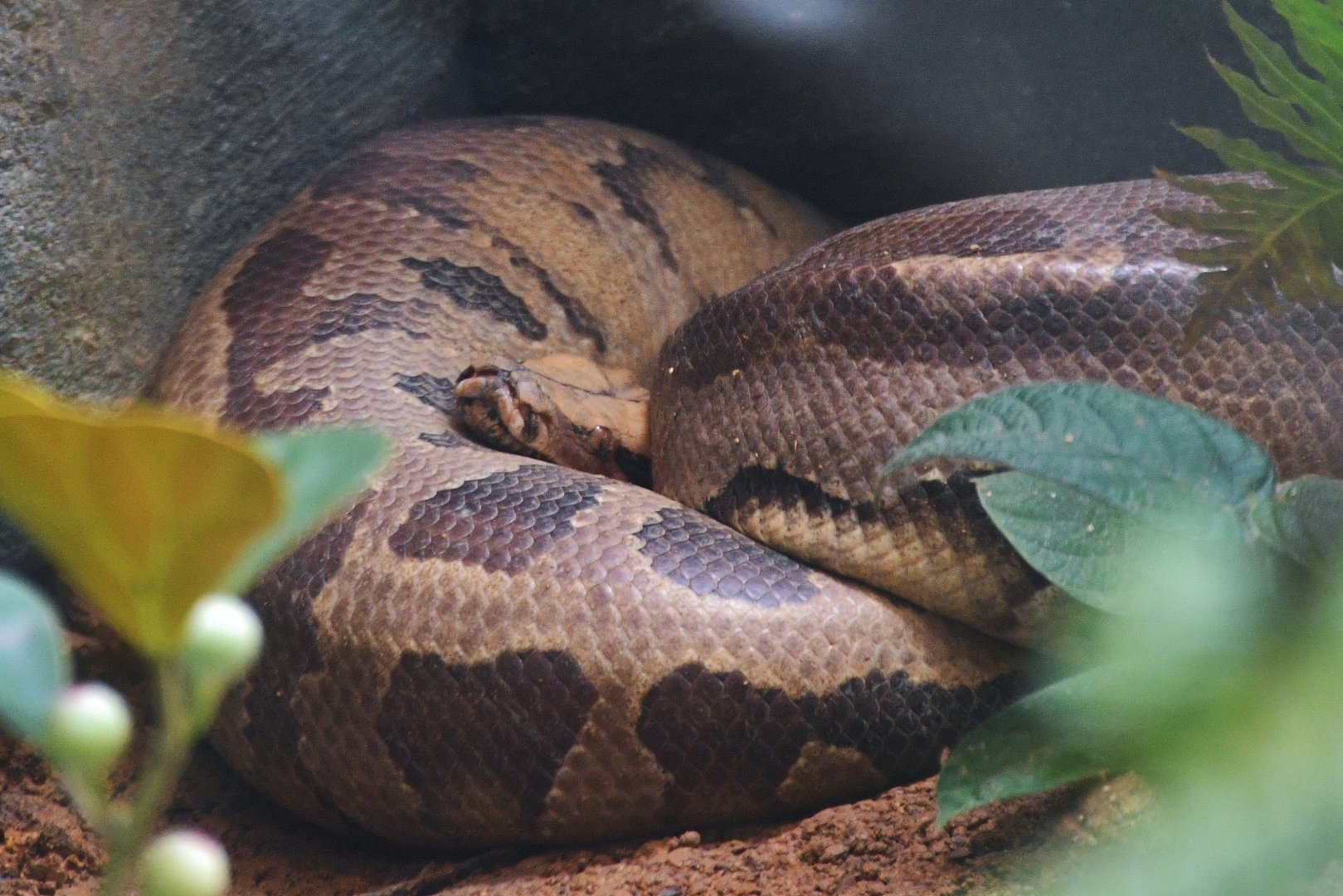 Red Blood Python (Python brongersmai)