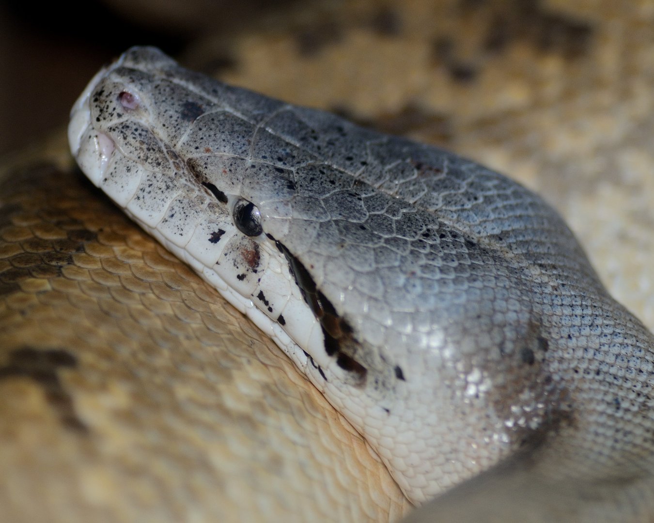 Red Blooded Python - Wingham Wildlife 29/09/2018