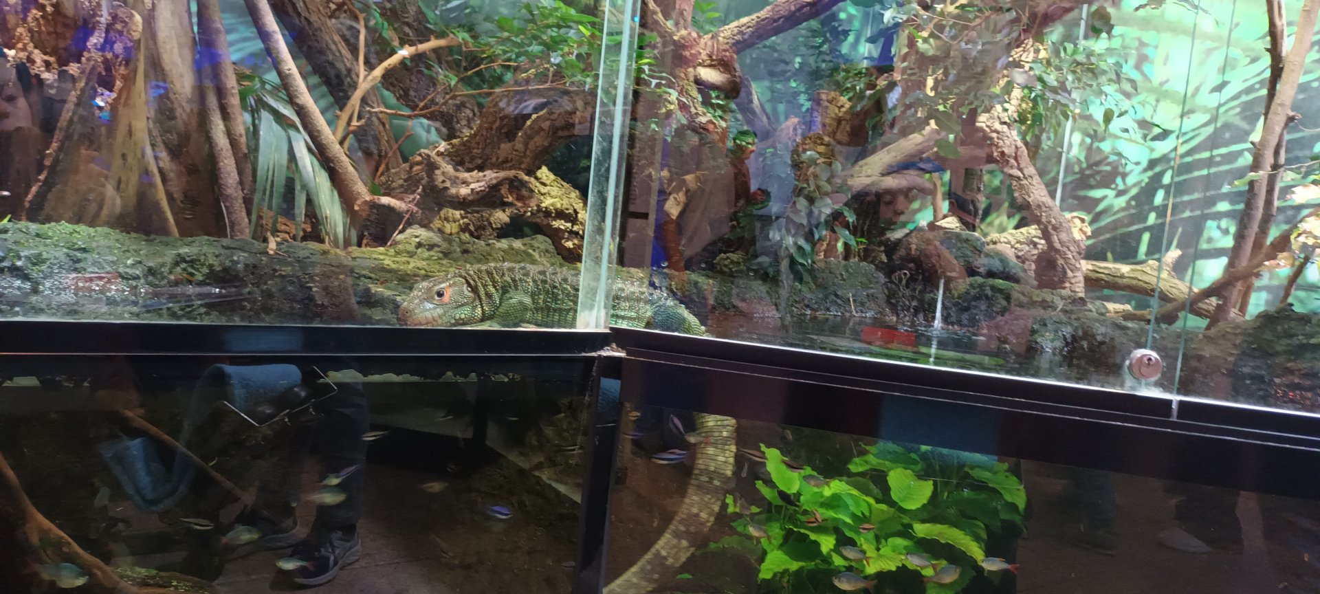 Red blue colombian Tetras, Emperor Tetras and Northern caiman Lizard