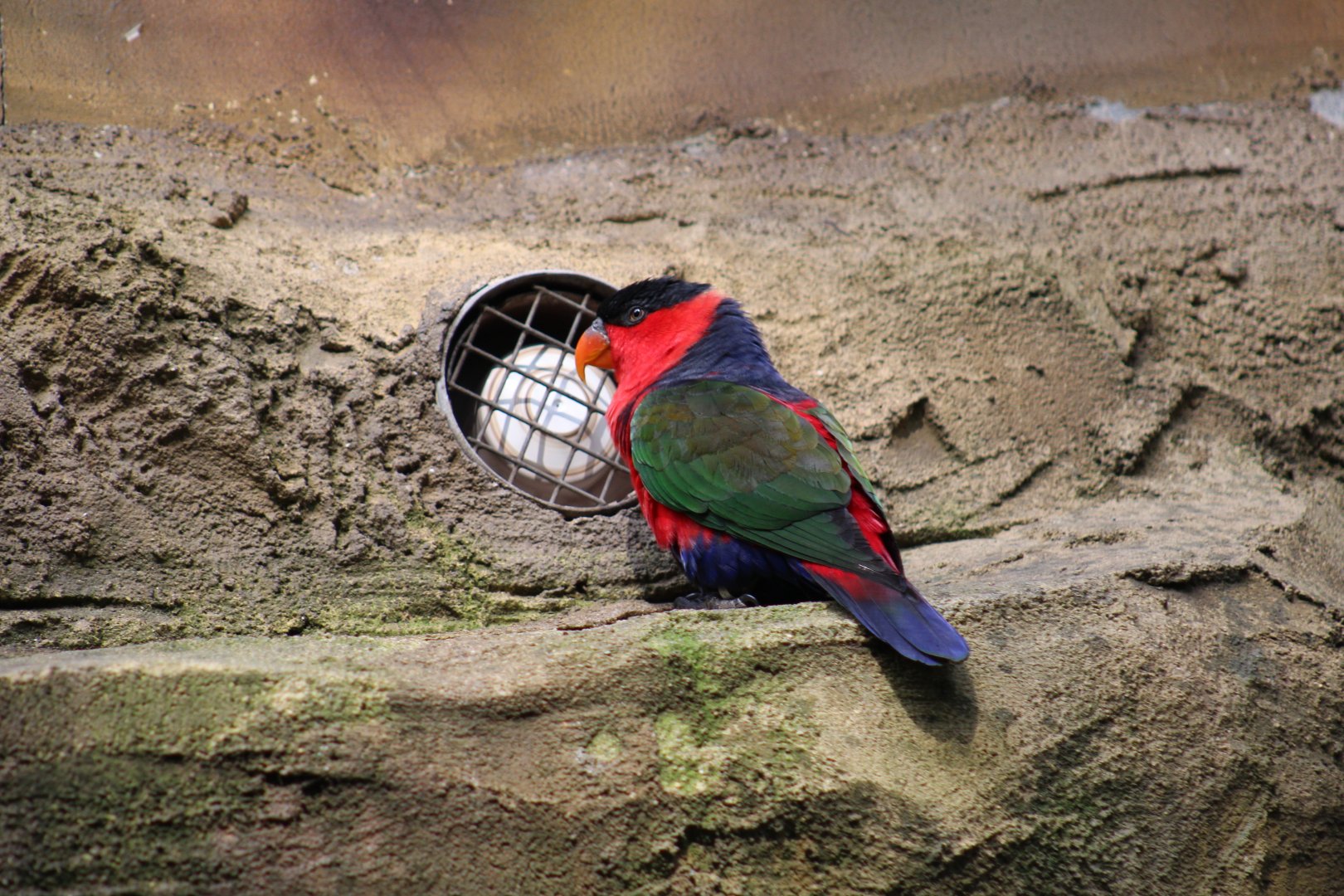 Red-Breasted Black-Capped Lory
