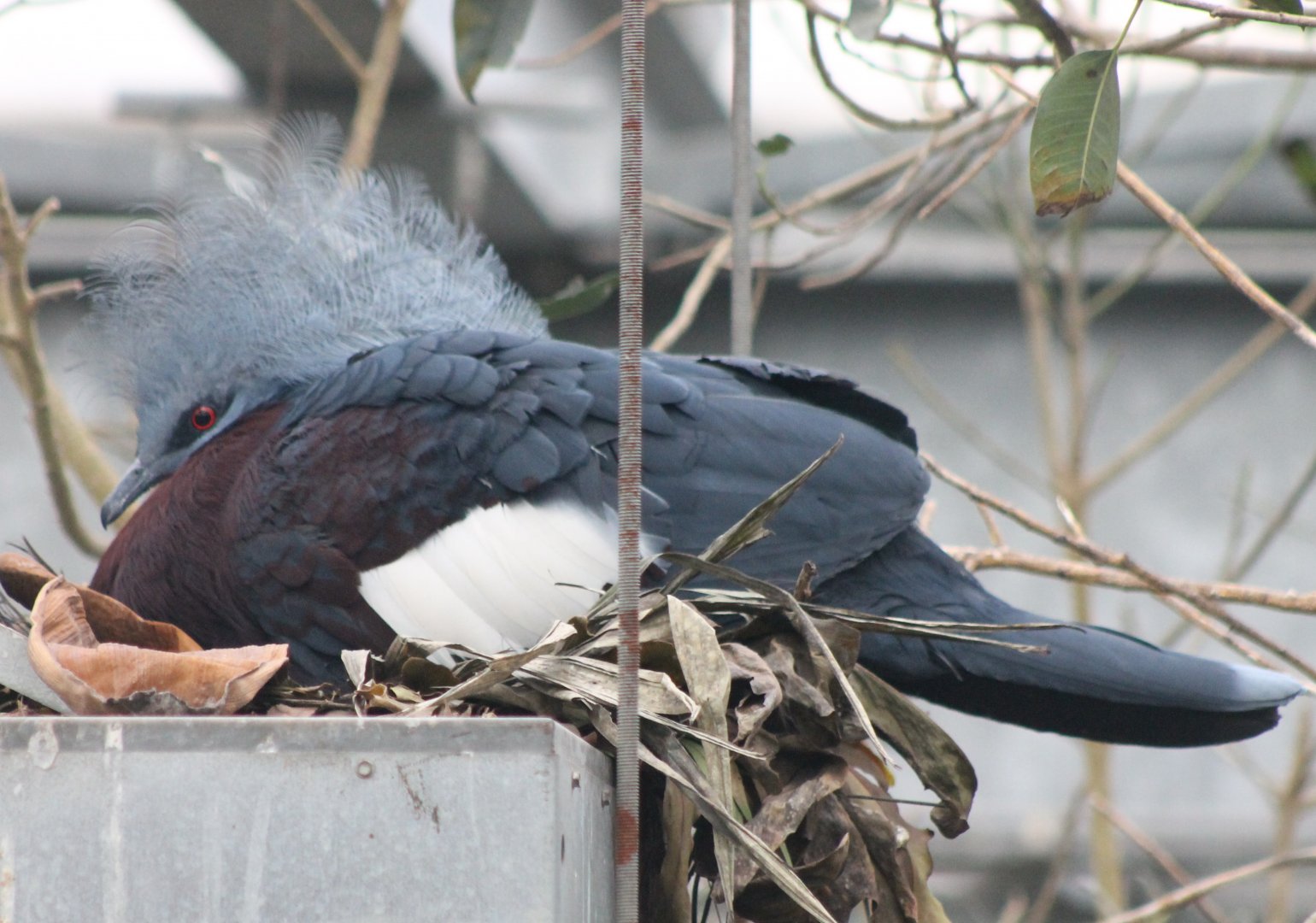 Red-breasted crowned pigeon at the nest