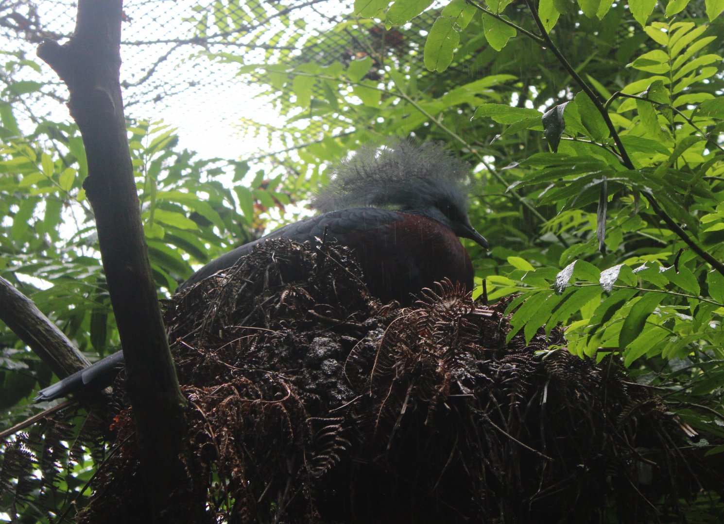 Red-breasted crowned pigeon at the nest