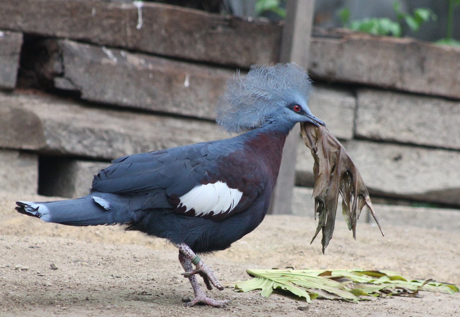 Red-breasted crowned pigeon collecting nest-material