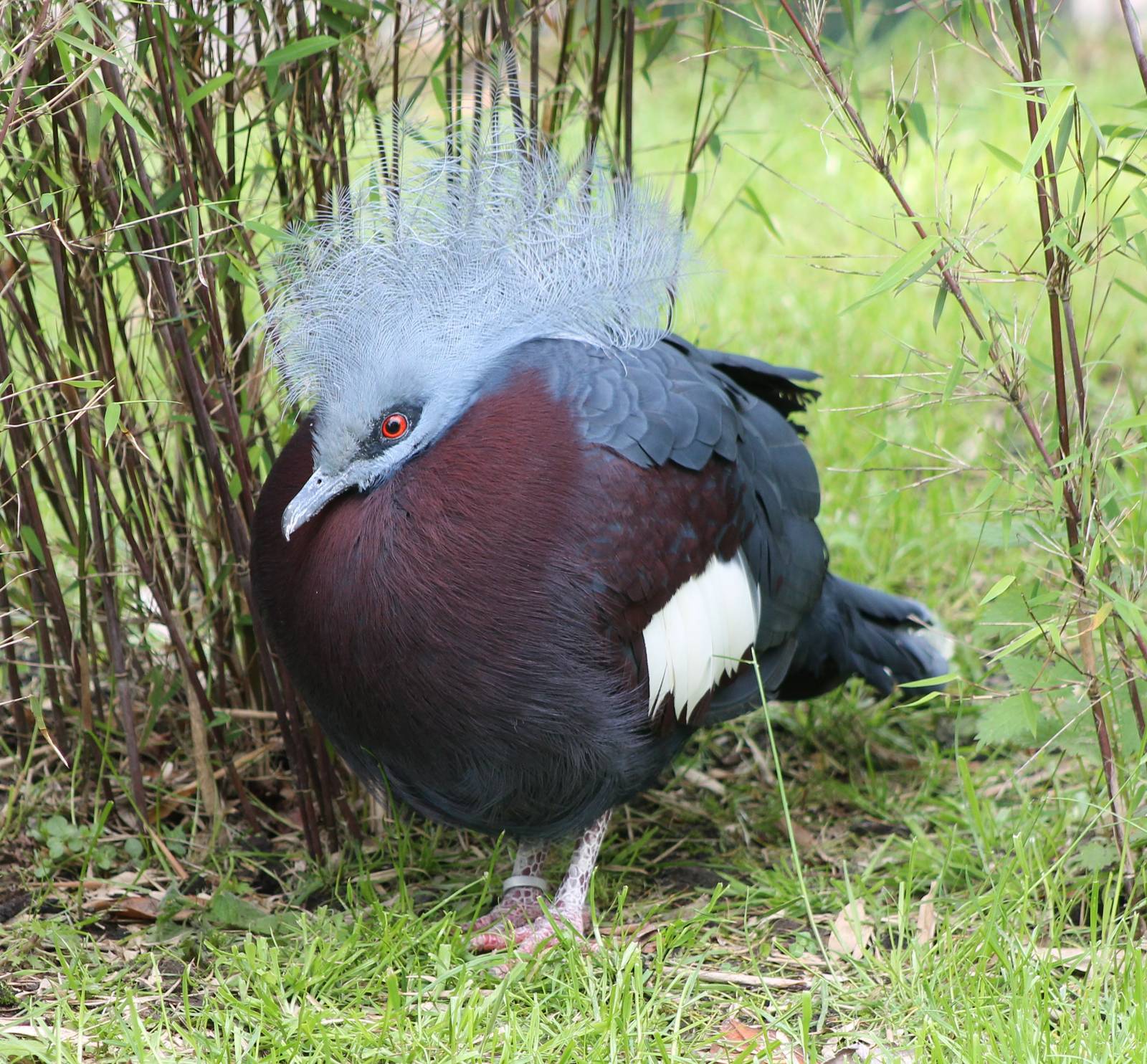 Red-breasted crowned pigeon
