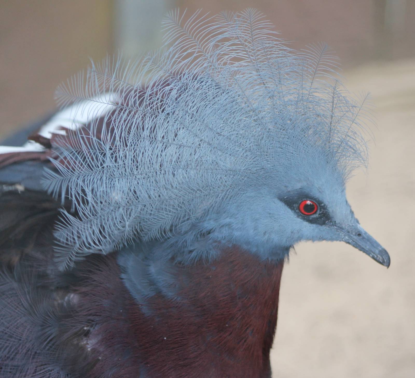 Red-breasted crowned pigeon
