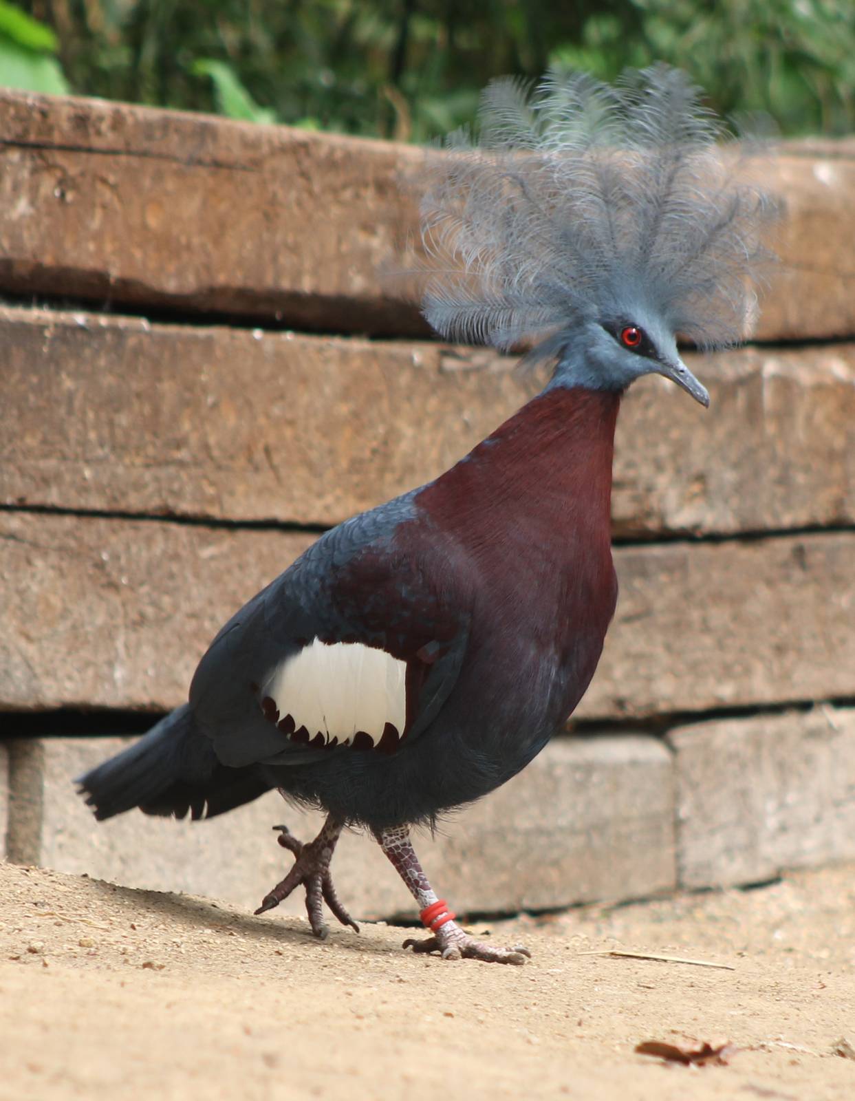 Red-breasted crowned pigeon