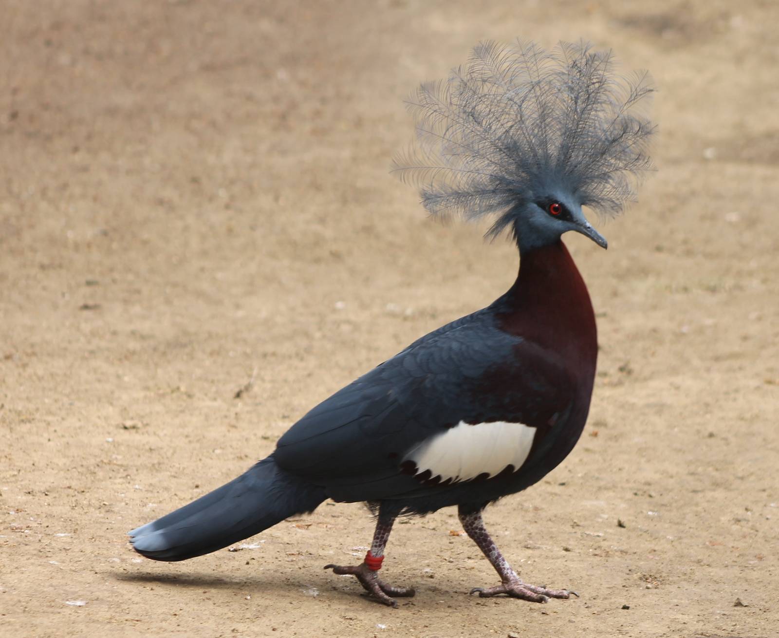 Red-breasted crowned pigeon