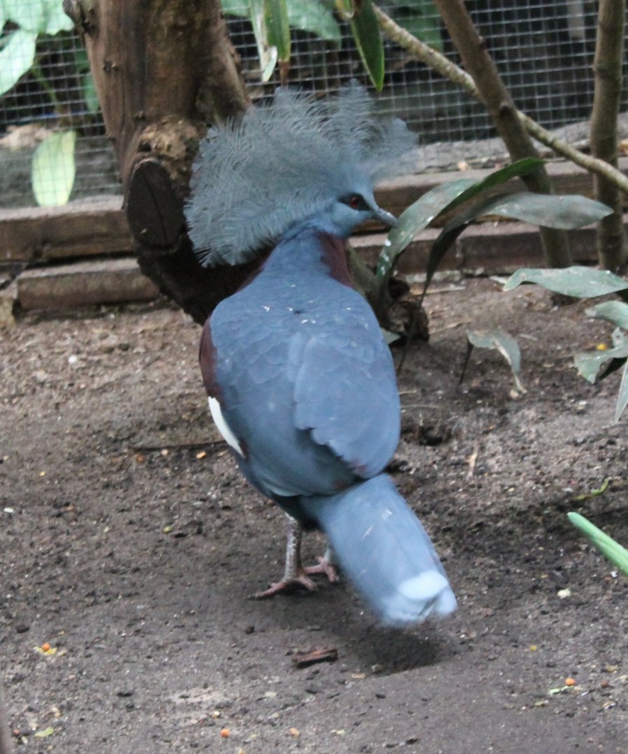 Red-breasted crowned pigeon