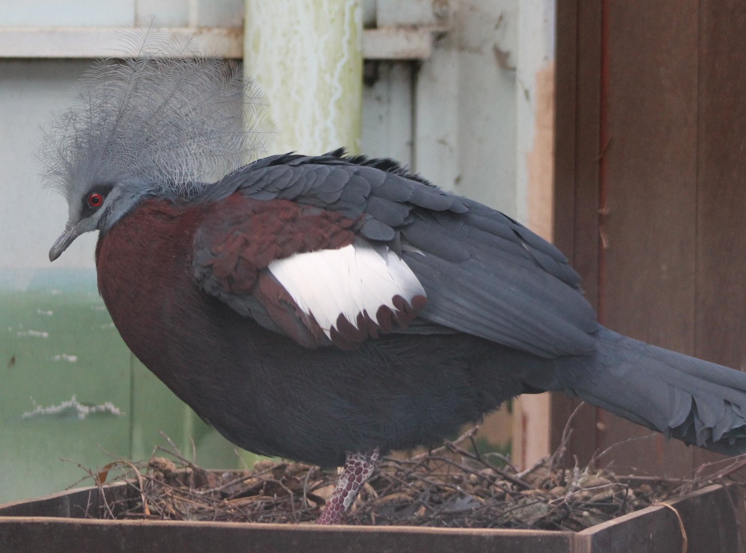 Red-breasted crowned pigeon