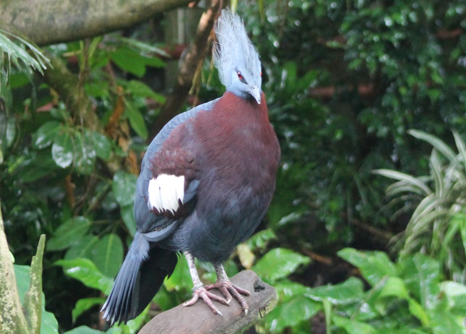Red-breasted crowned pigeon