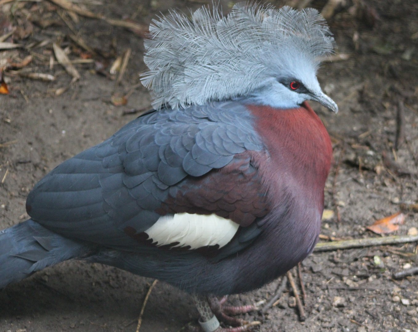 Red-breasted crowned pigeon