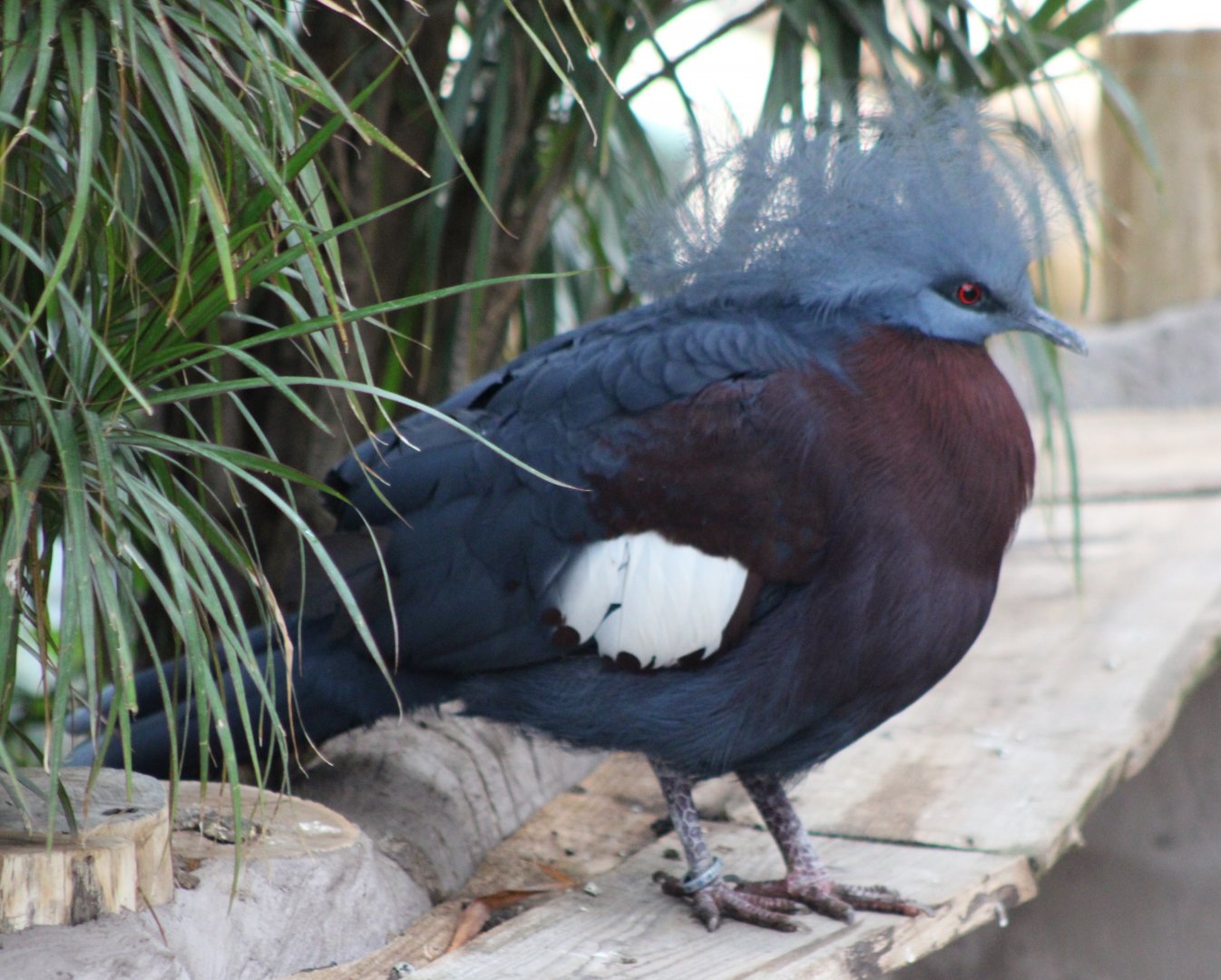 Red-breasted crowned pigeon