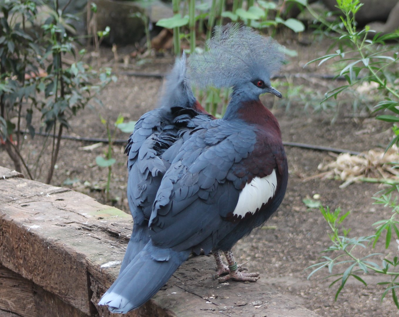 Red-breasted crowned pigeons