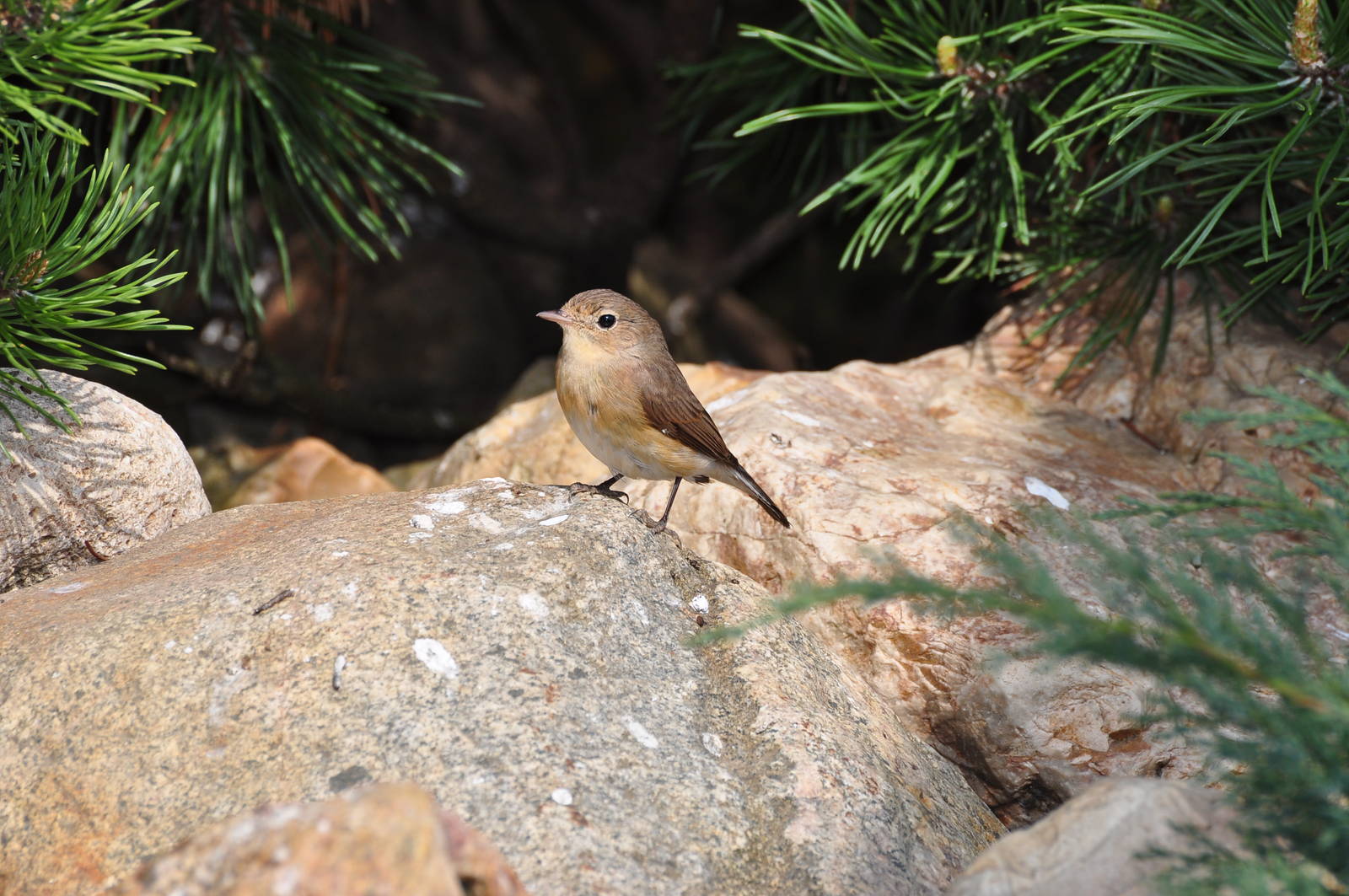 Red-breasted flycatcher/ Ficedula parva