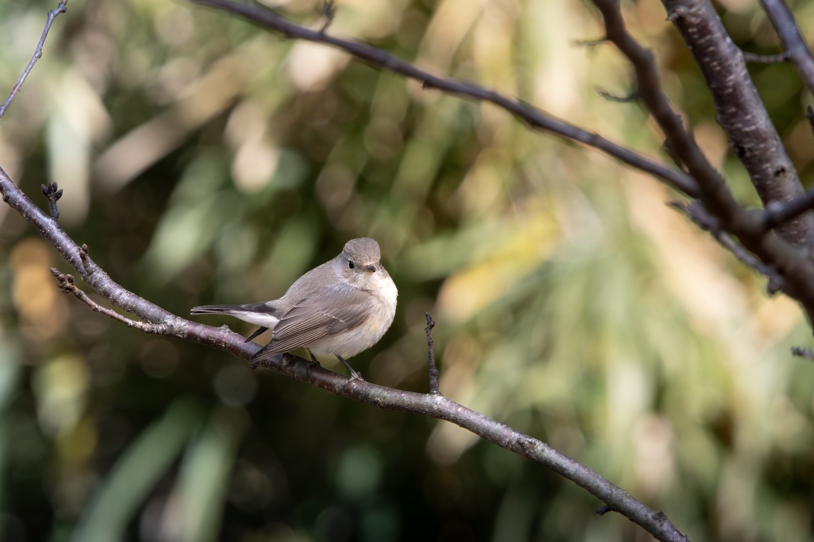Red Breasted Flycatcher