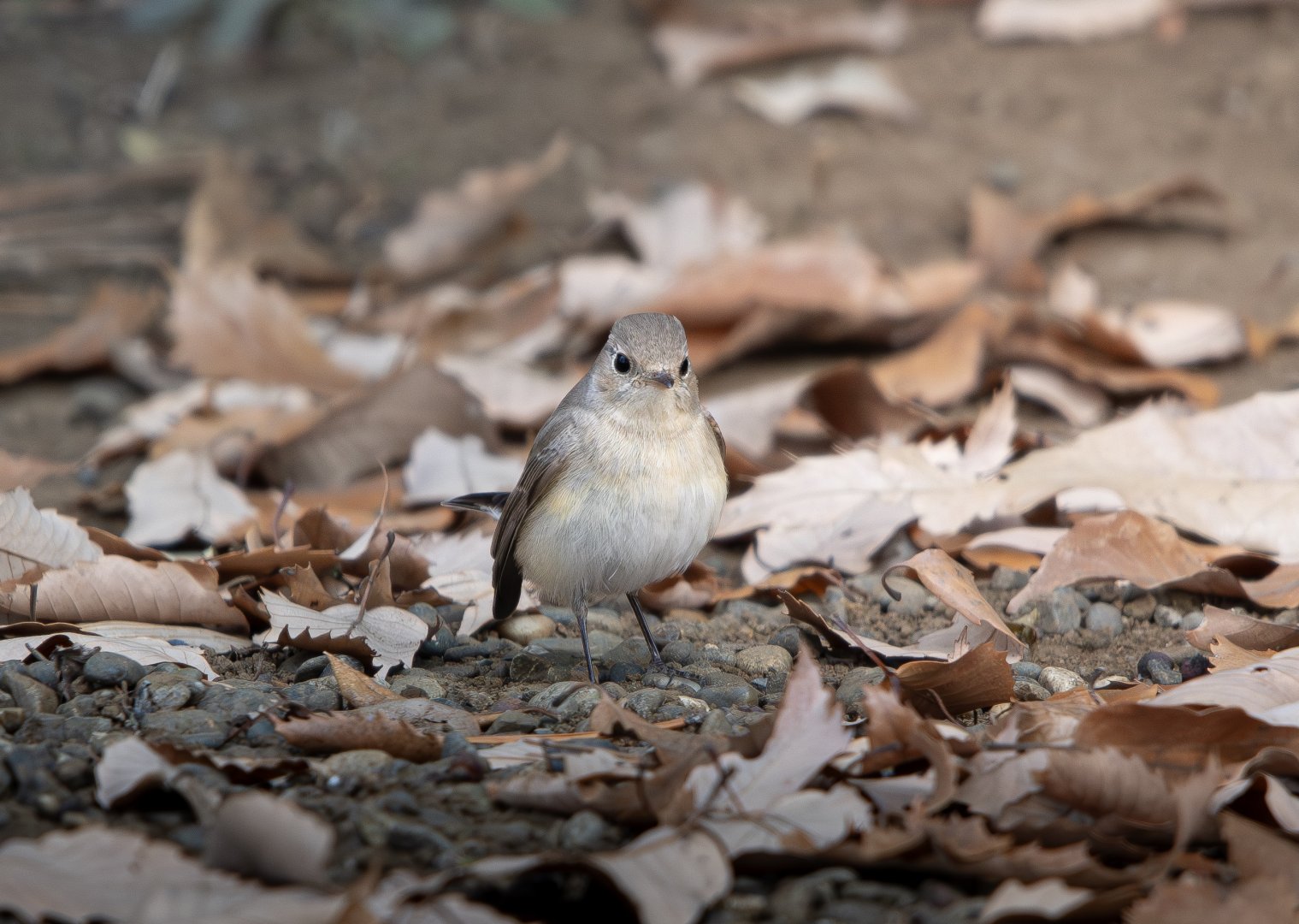 Red Breasted Flycatcher