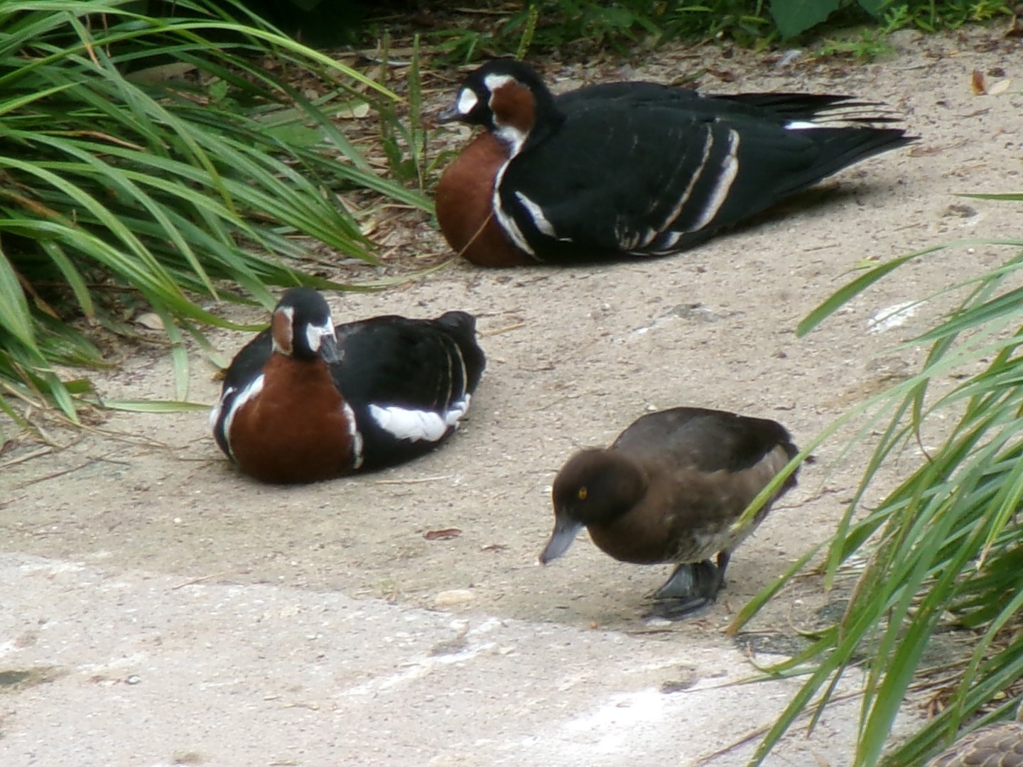 Red-breasted geese and ferruginous duck