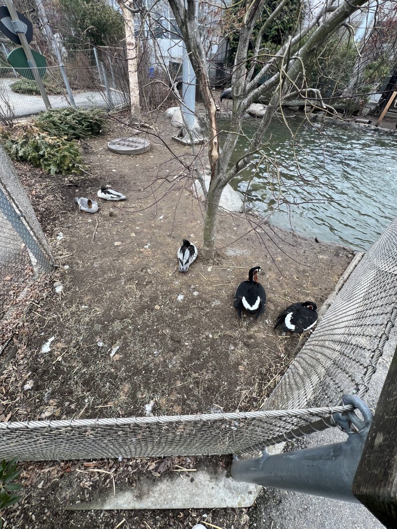 Red-Breasted Geese and Scaly-Sided Mergansers