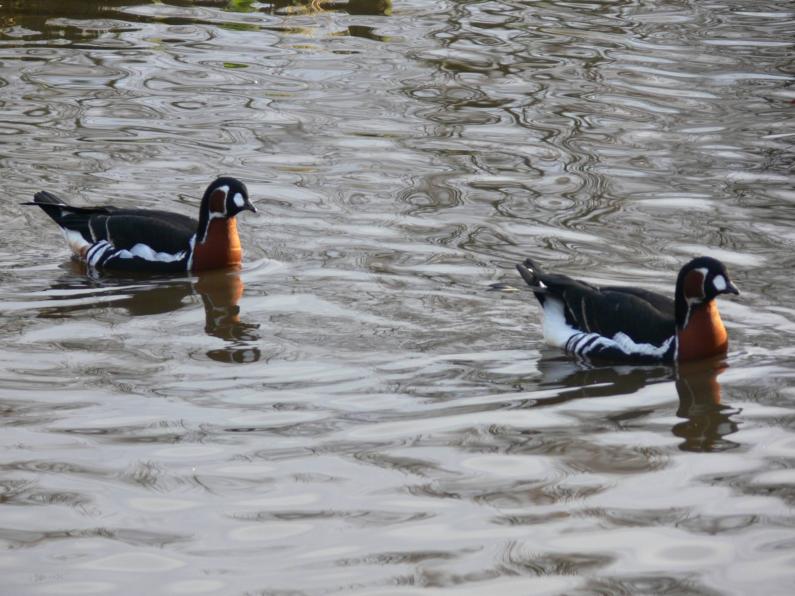 Red Breasted Geese at Martin Mere WWT 08/12/12