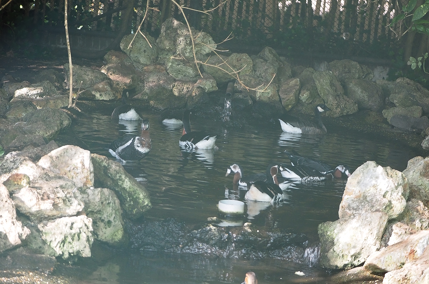 Red-breasted geese (Branta ruficollis) and Small cackling Canada goose (Branta hutchinsii minima), 2022-08-28
