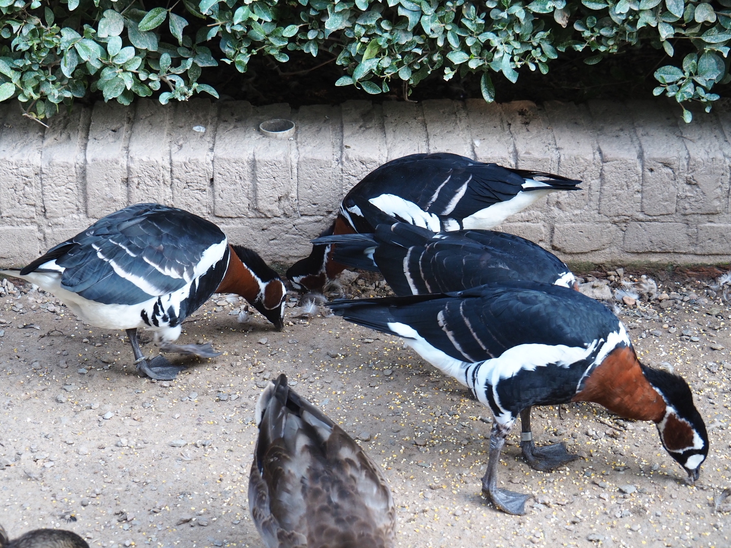 Red-breasted geese (Branta ruficollis), Sep 2nd, 2018