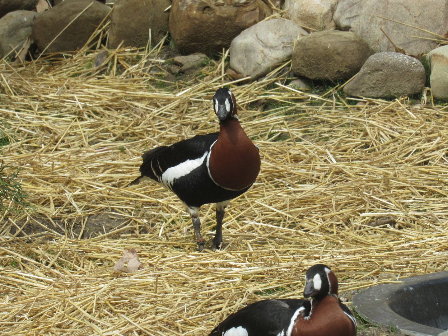 Red-Breasted Geese Debut in Musk Deer Exhibit
