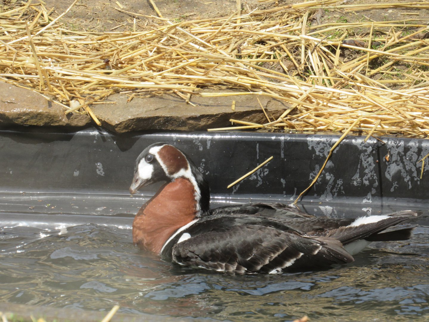 Red-Breasted Geese Debut in Musk Deer Exhibit
