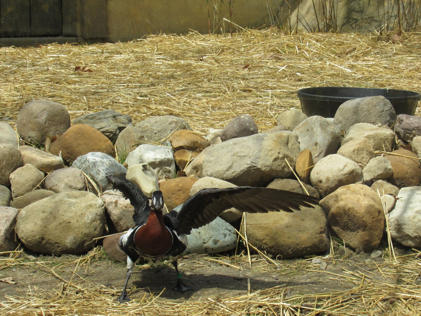 Red-Breasted Geese Debut in Musk Deer Exhibit