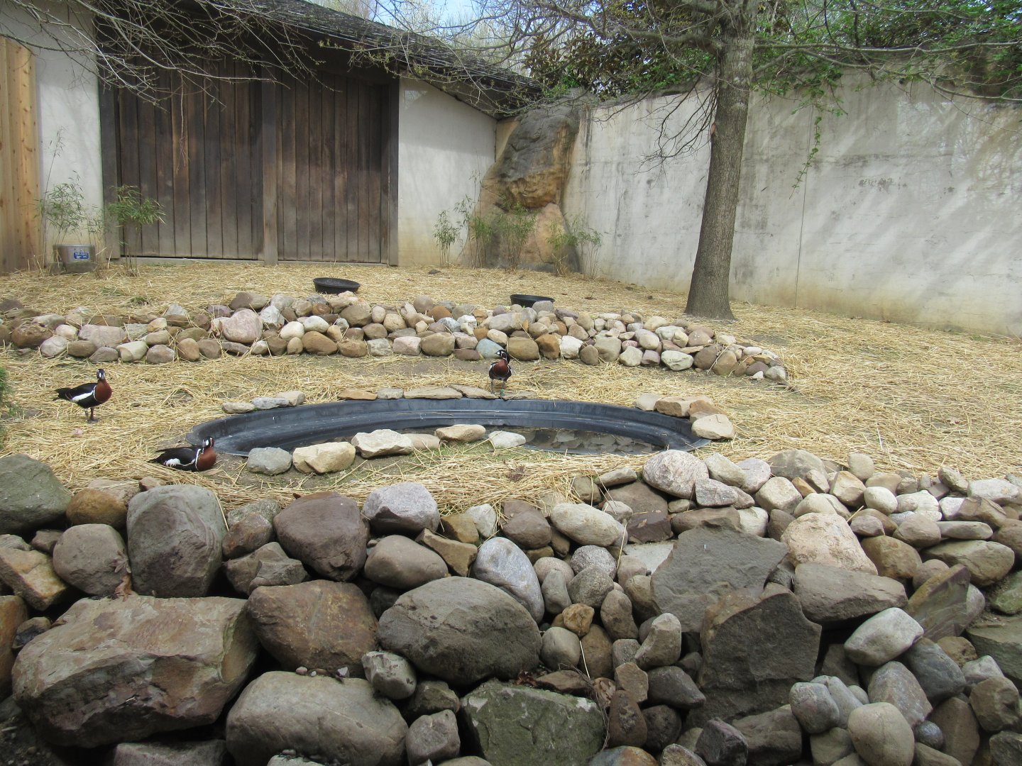 Red-Breasted Geese Debut in Musk Deer Exhibit