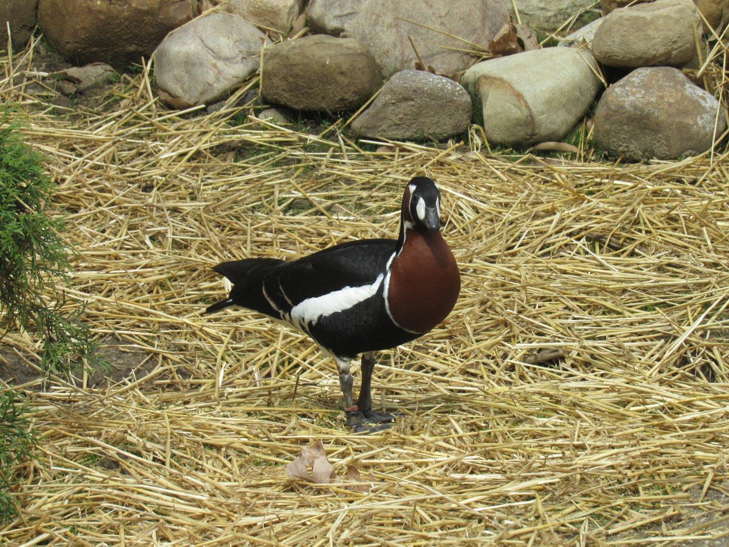 Red-Breasted Geese Debut in Musk Deer Exhibit