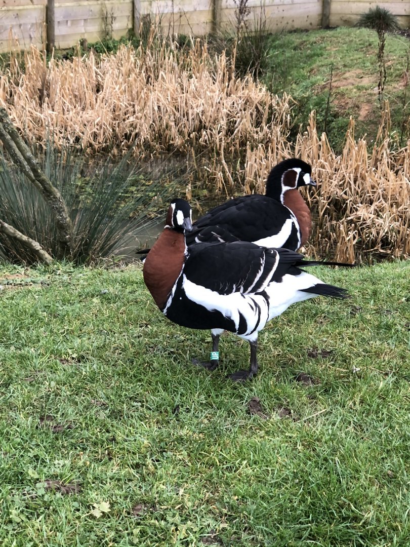 Red-breasted geese, Jean Paul & Gigi Le-Doo