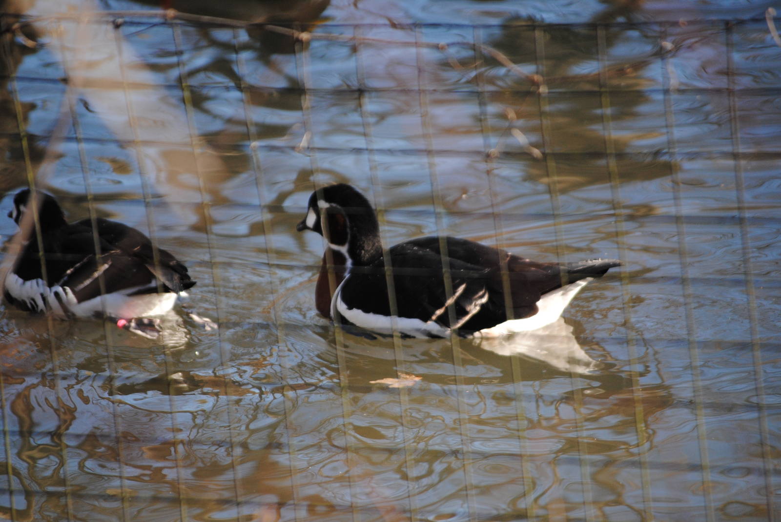 Red-Breasted Geese