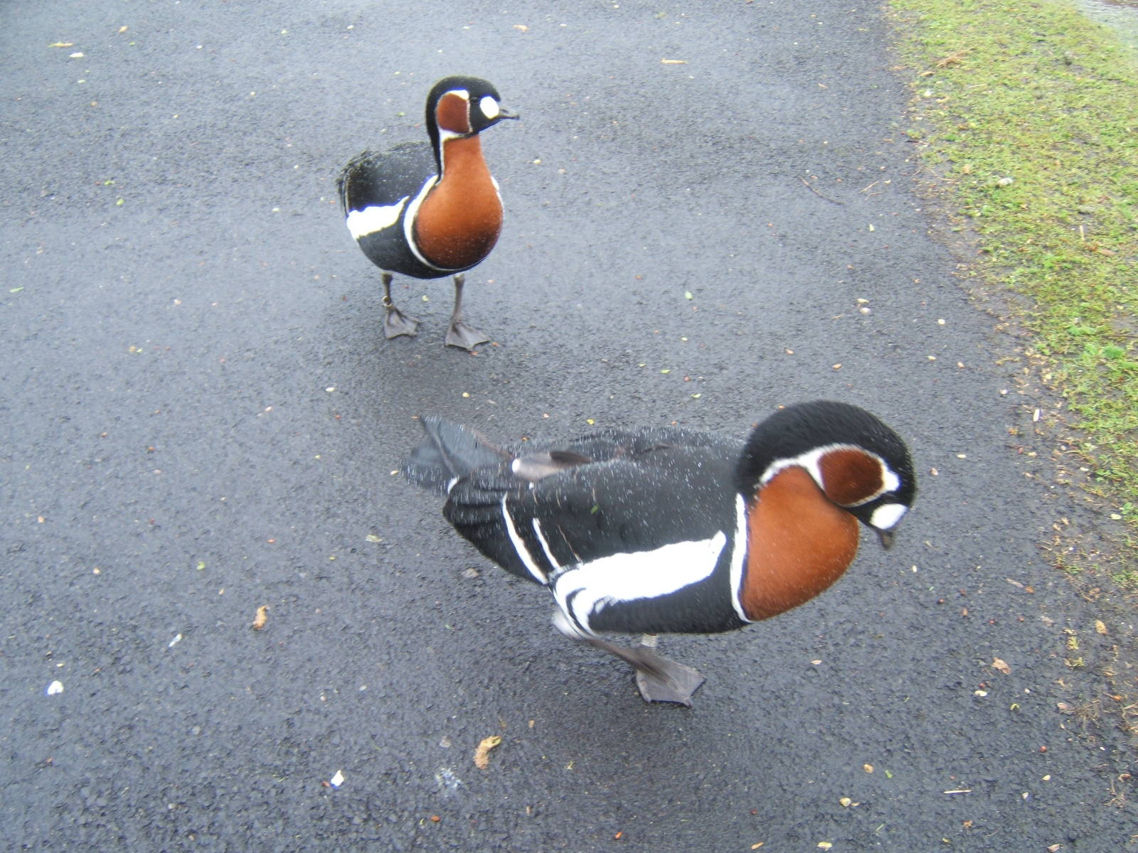 Red-breasted Geese