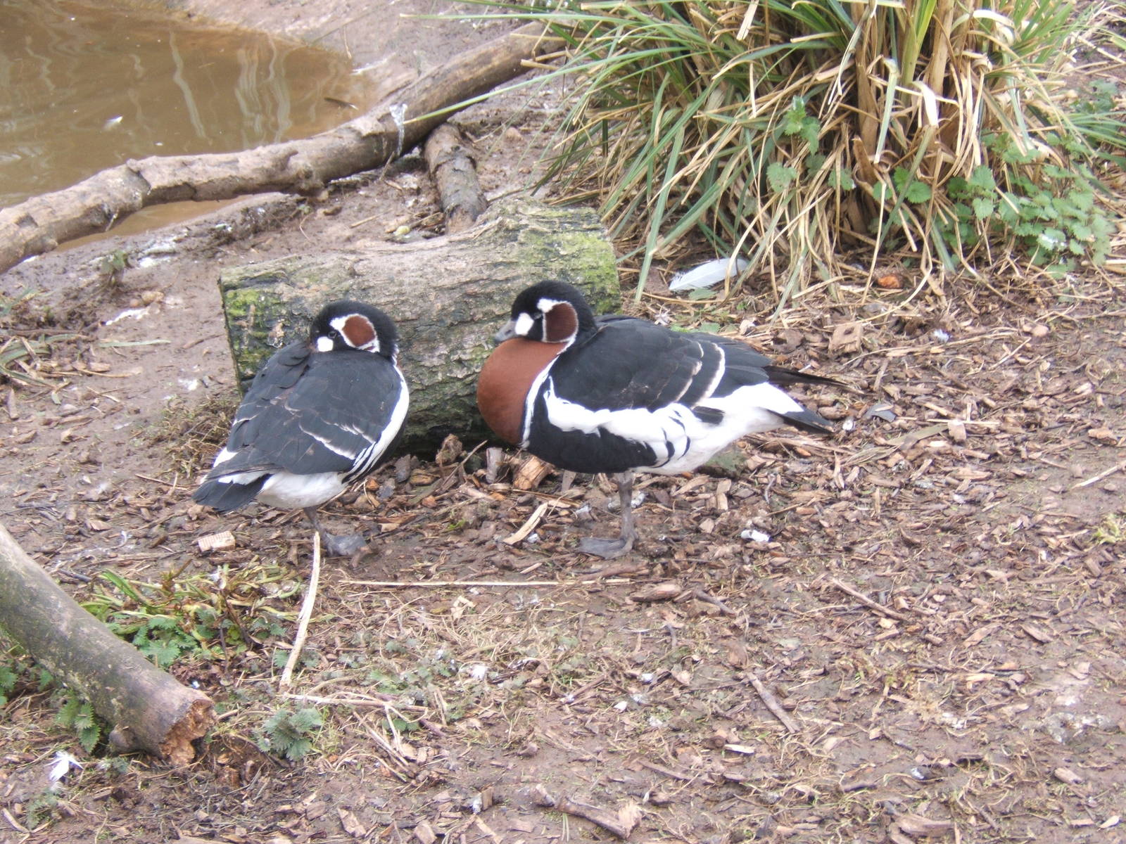 Red-breasted Geese