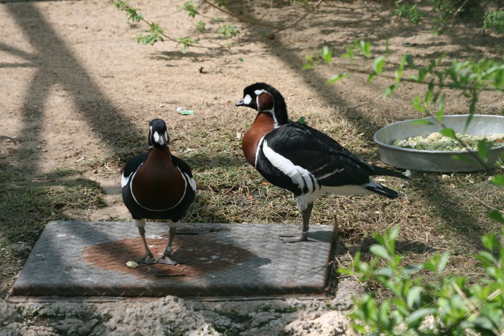 Red-breasted Geese