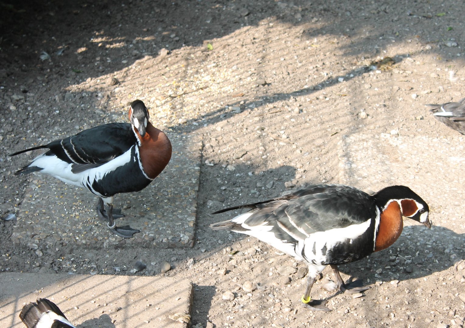 Red-breasted geese
