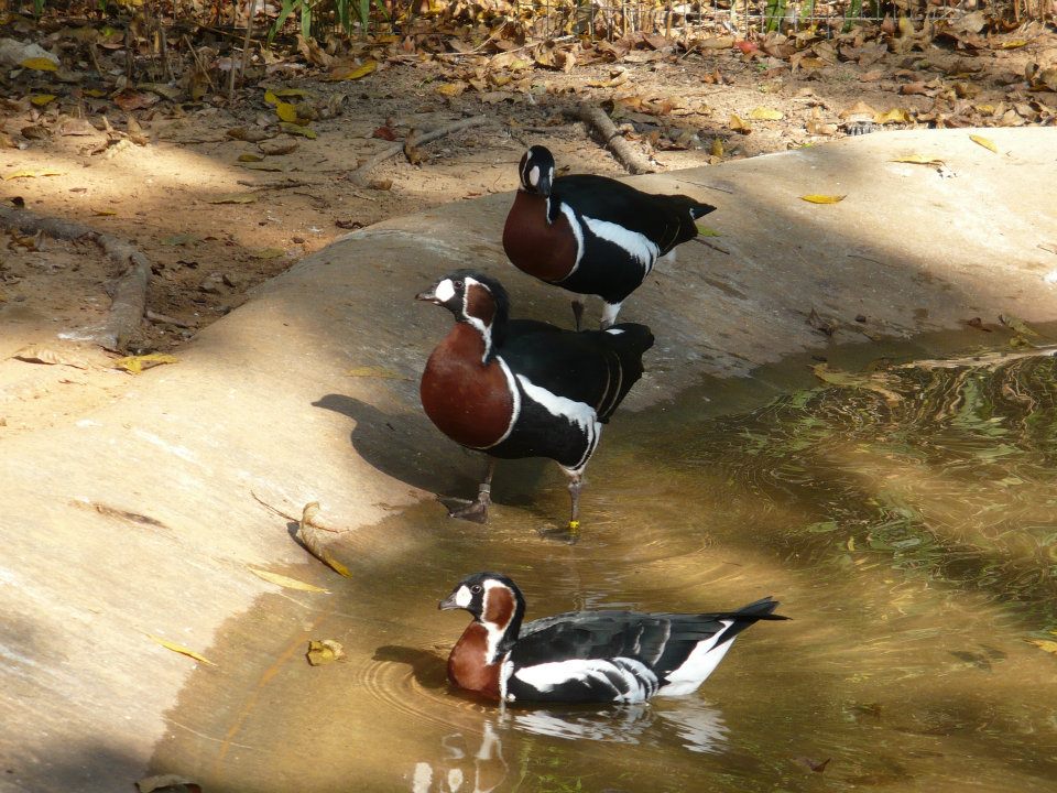 Red-breasted geese