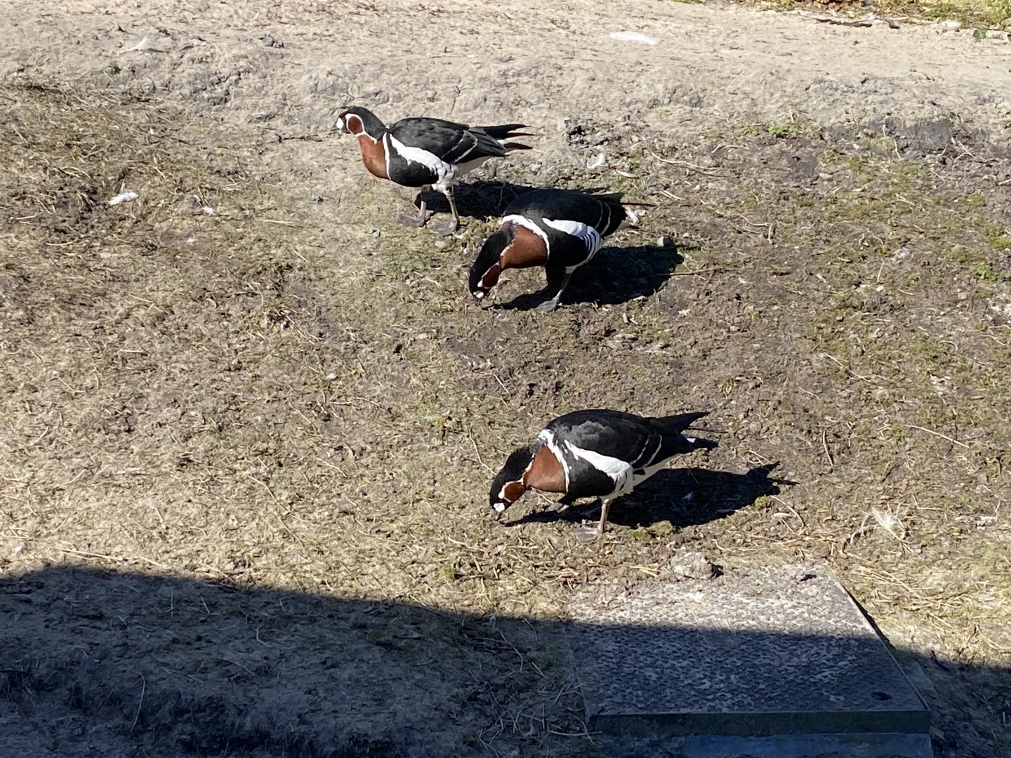 Red breasted geese