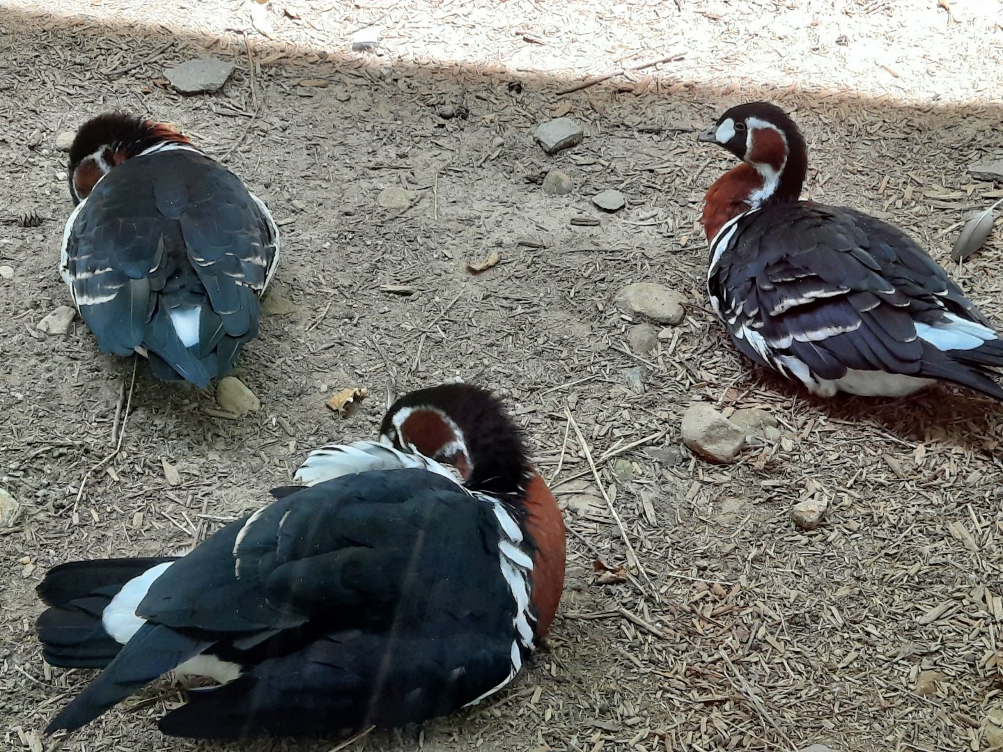 Red Breasted Geese
