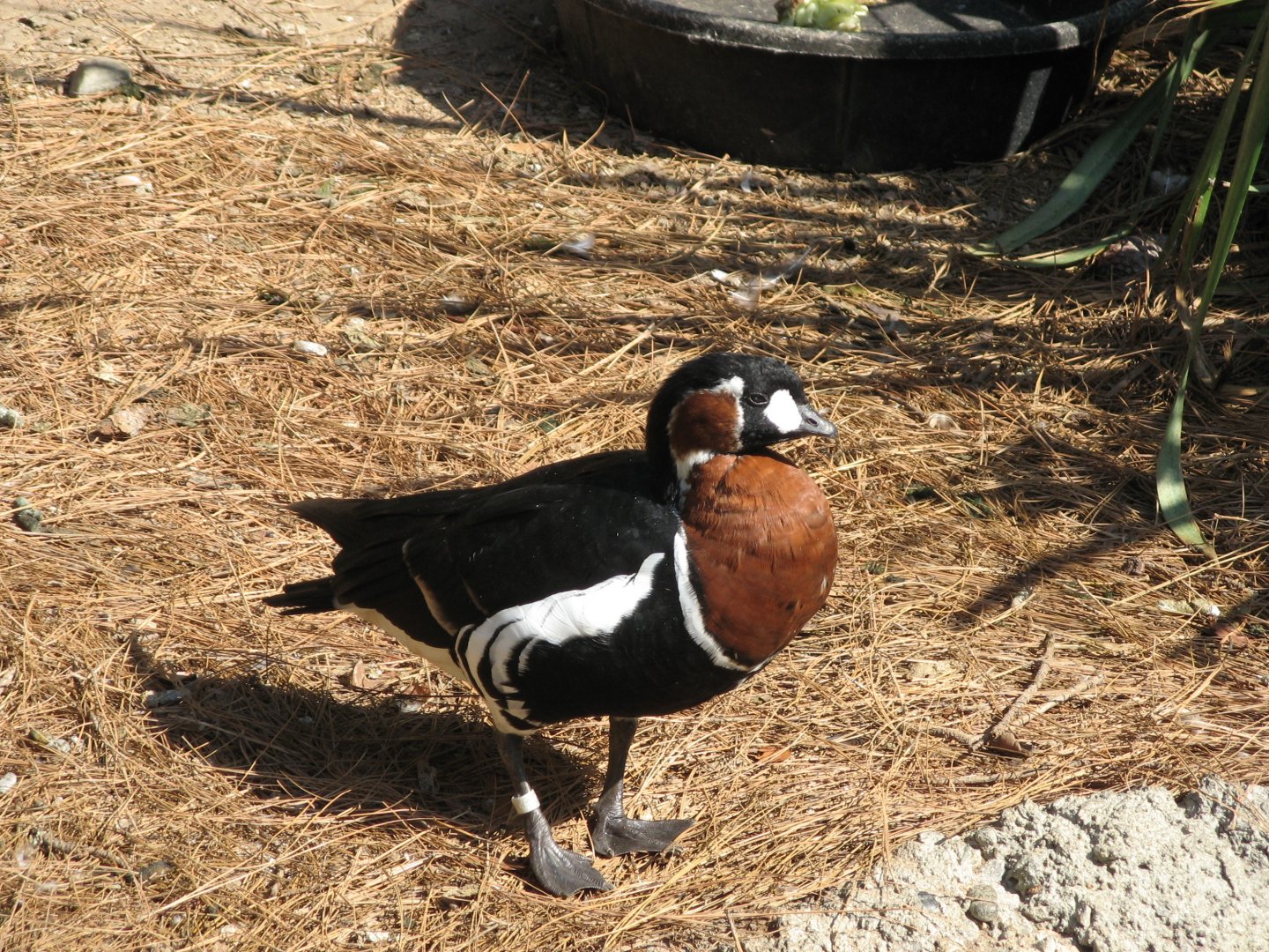 Red-breasted Goose (2008)