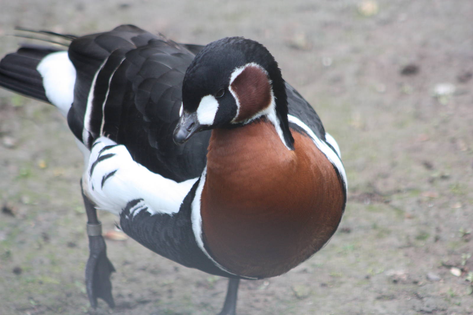 Red-breasted Goose, 24th May 2014