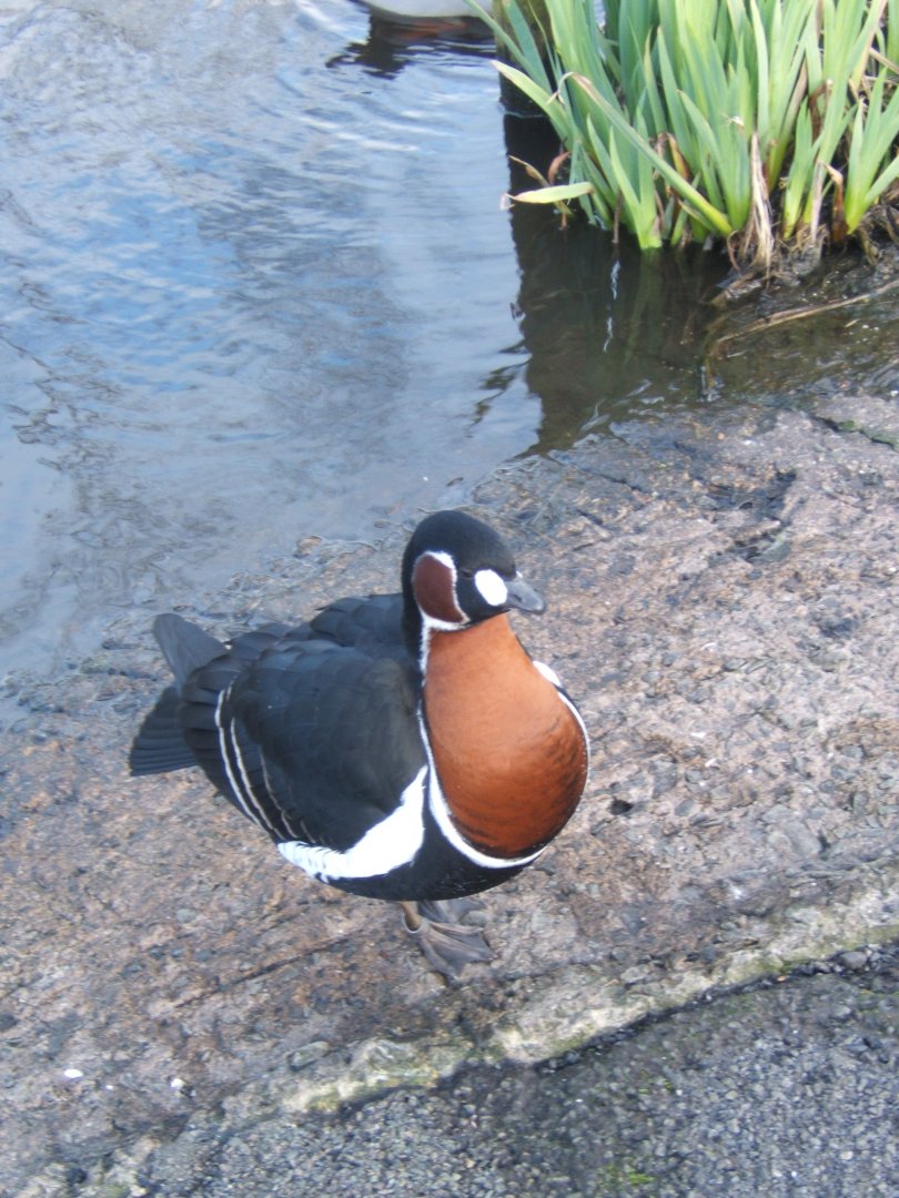Red-breasted Goose 26/03/2019