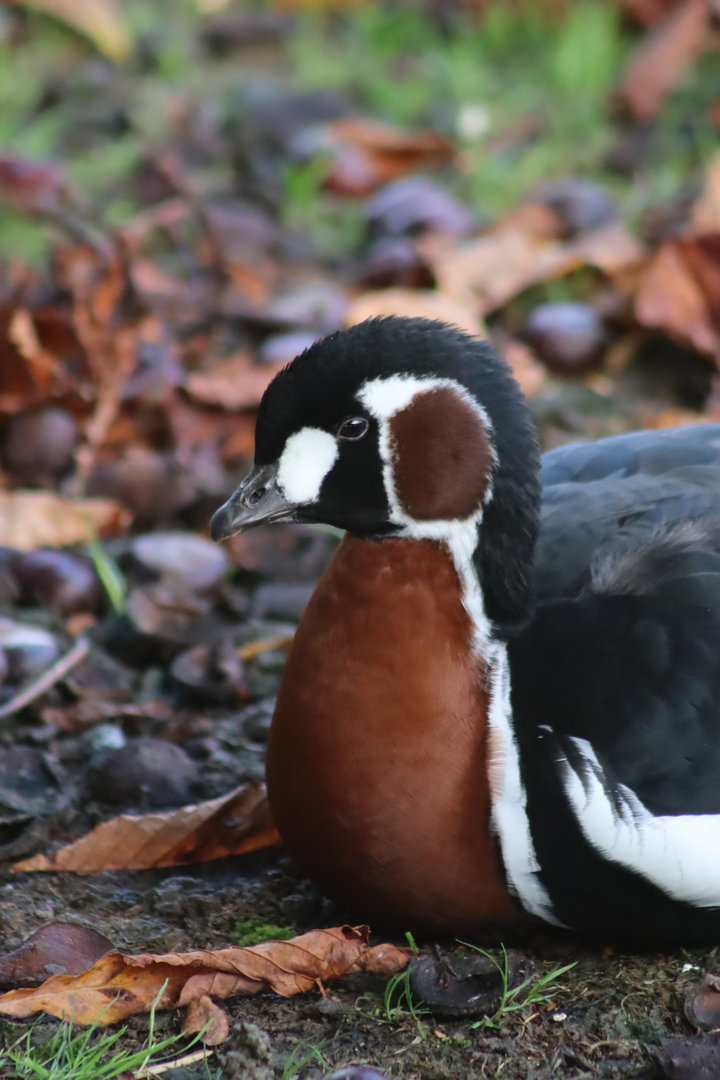 Red-breasted goose - 8 November 2022