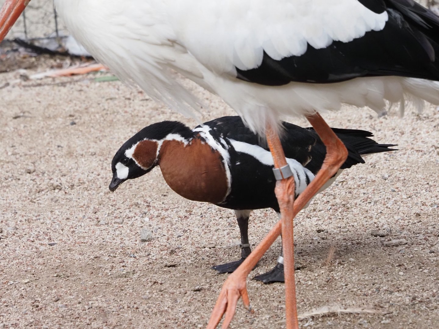 Red-Breasted Goose and White Stork 2
