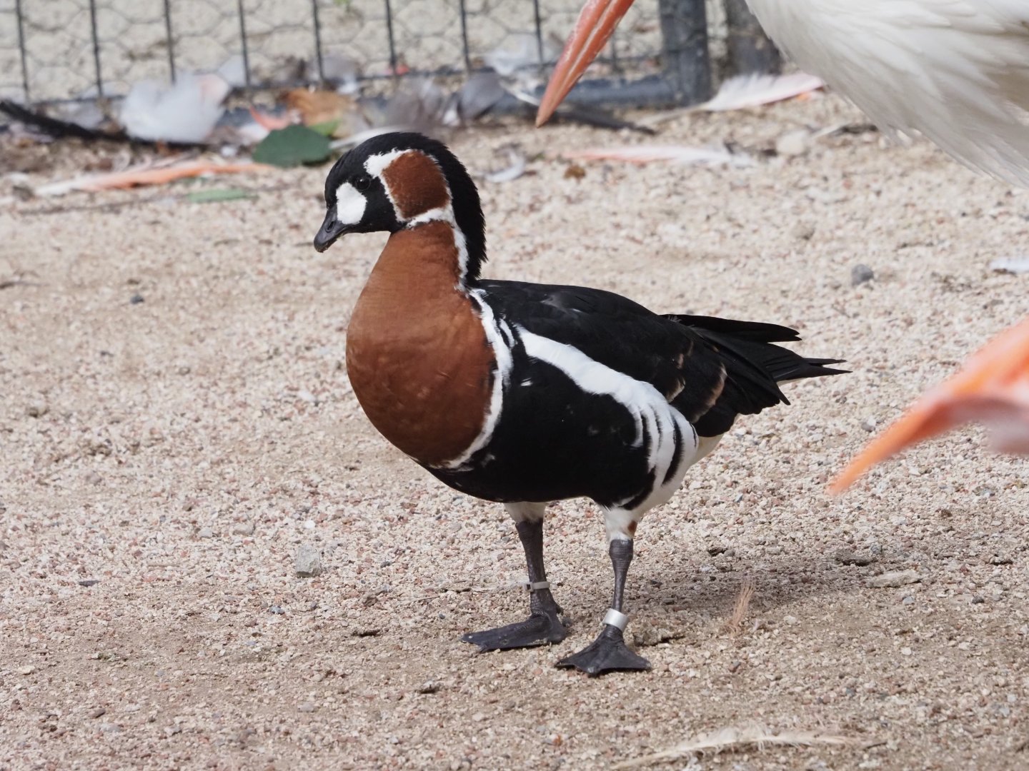 Red-Breasted Goose and White Stork