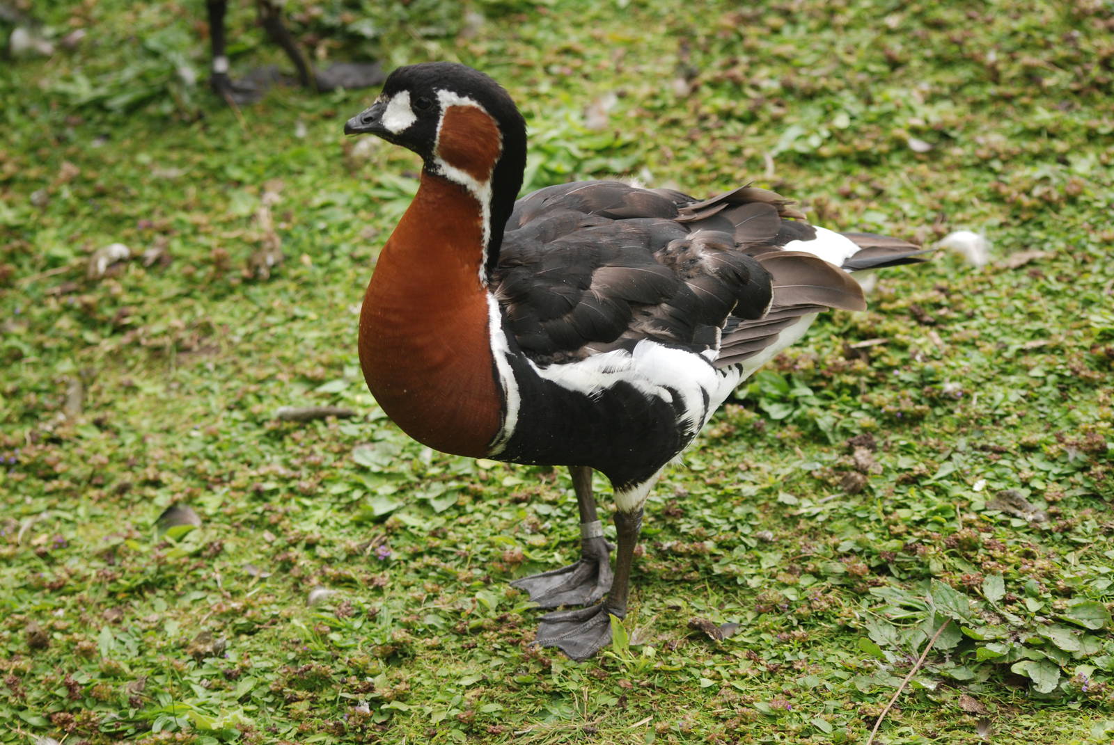 Red-breasted Goose at Llanelli WWT, 31/07/11